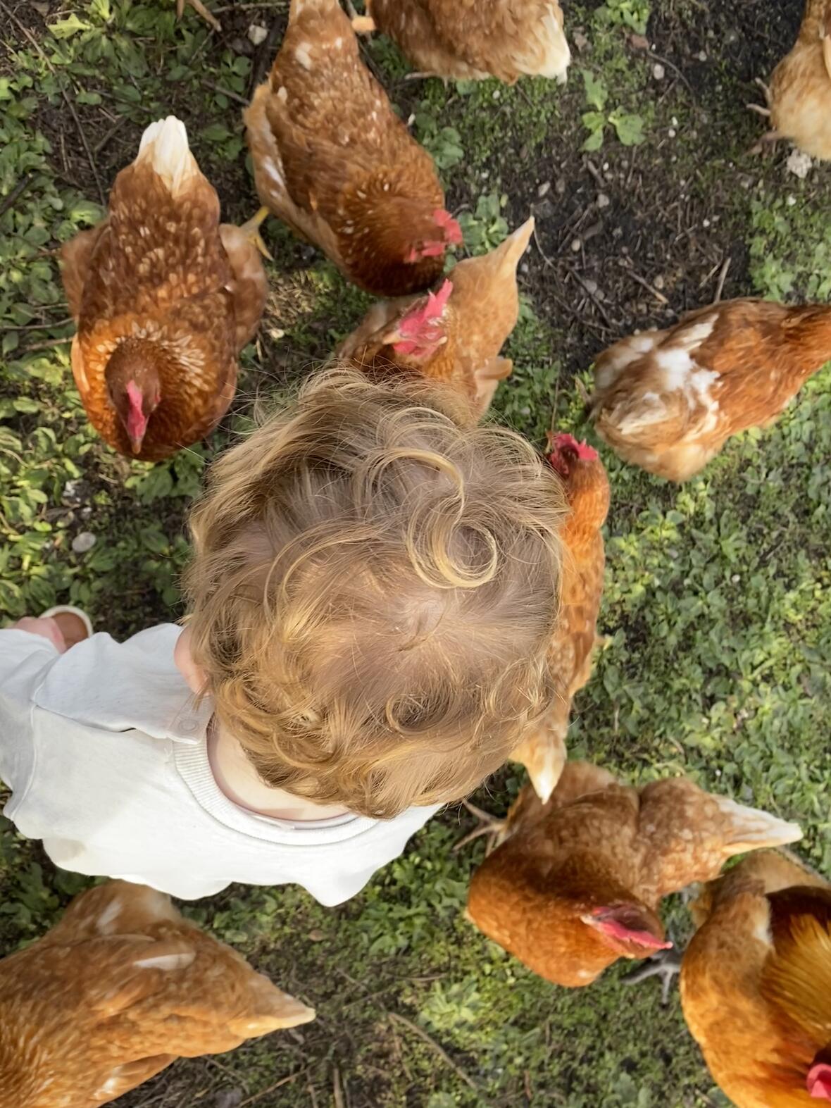 moorhof_huehner_kinder_draufsicht_hoch-c-moorhof_karlshuld